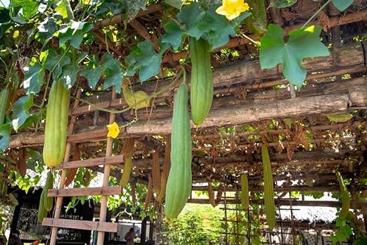 Whole Egyptian Loofah Around 22" 100% Natural Organic Loofah Exfoliating - Image 4