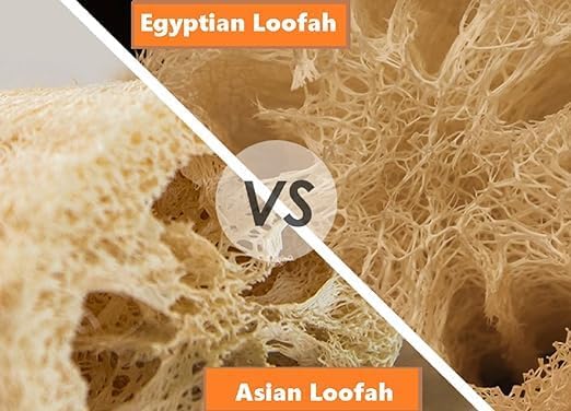 Whole Egyptian Loofah Around 22" 100% Natural Organic Loofah Exfoliating - Image 3