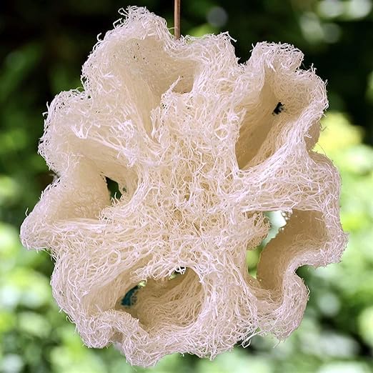 Whole Egyptian Loofah 100% Natural Organic Loofah Exfoliating Scrubber - Image 6