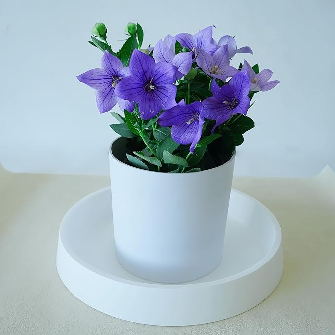 Plant Saucer Tray for Ceramic Plastic Pots, 16 inch Plant Saucers for Indoors - Image 4