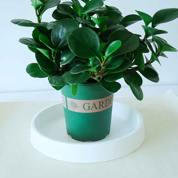 1 Pack Plant Saucer Tray for Ceramic Plastic Pots, 6 inch Plant Saucers for - Image 3