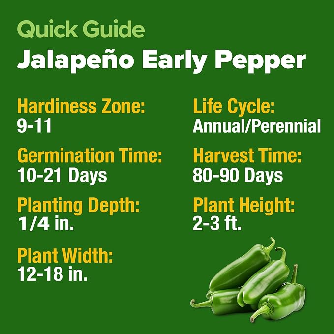 HOME GROWN Jalapeno Pepper Seeds 258+ Heirloom Non-GMO Seeds - Image 5