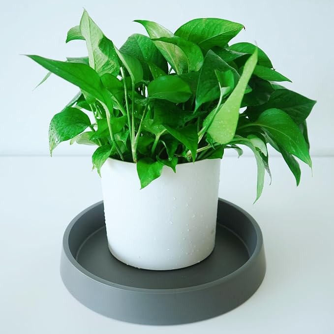 Plant Saucer Tray for Ceramic Plastic Pots, 8 inch Plant Saucers for Indoors - Image 5