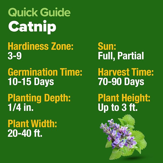 HOME GROWN Catnip Seeds Heirloom Herb 4232 Seeds - Image 5