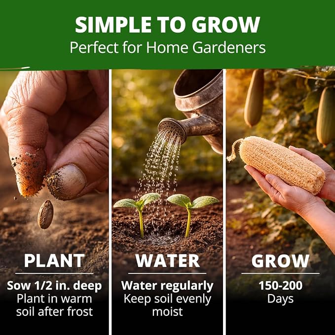 HOME GROWN Luffa Seeds 40 Heirloom Non-GMO Loofah Gourd Seeds - Image 3