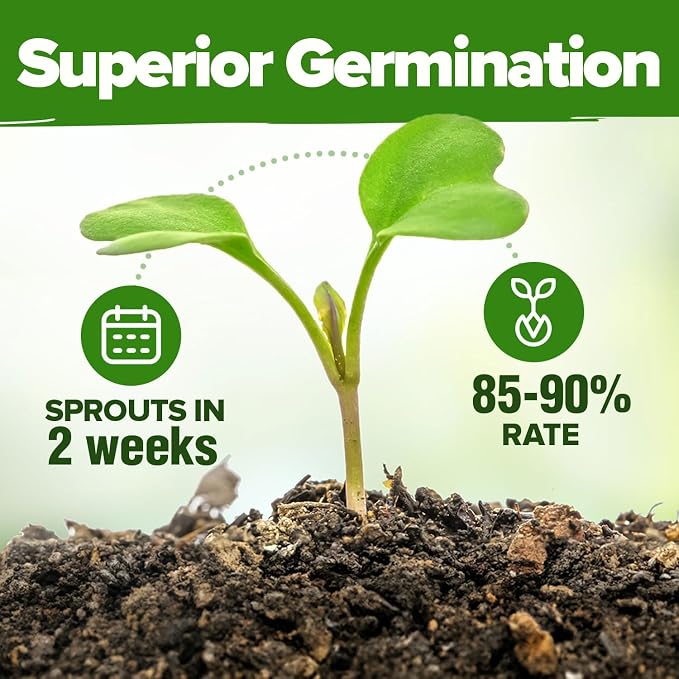 HOME GROWN 30 Herb Seeds for Planting 10, 900+ Non-GMO Heirloom Seeds | Extra - Image 5