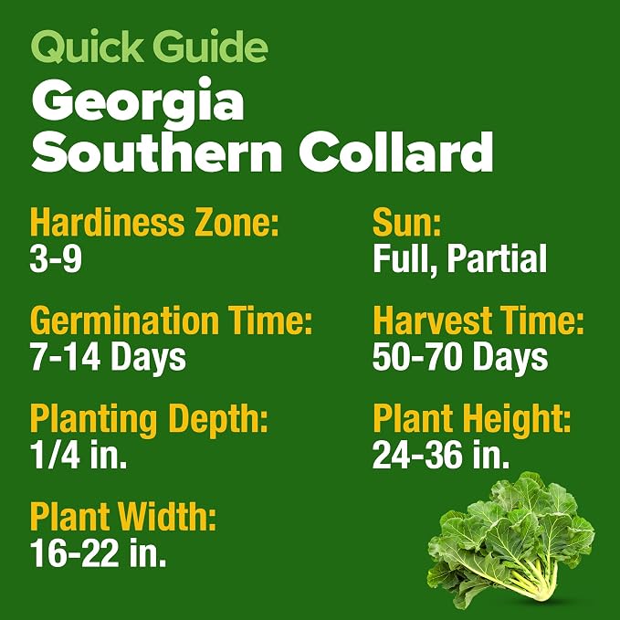 HOME GROWN Collard Greens Georgia Southern 300+ Heirloom Non GMO Seeds - Image 5