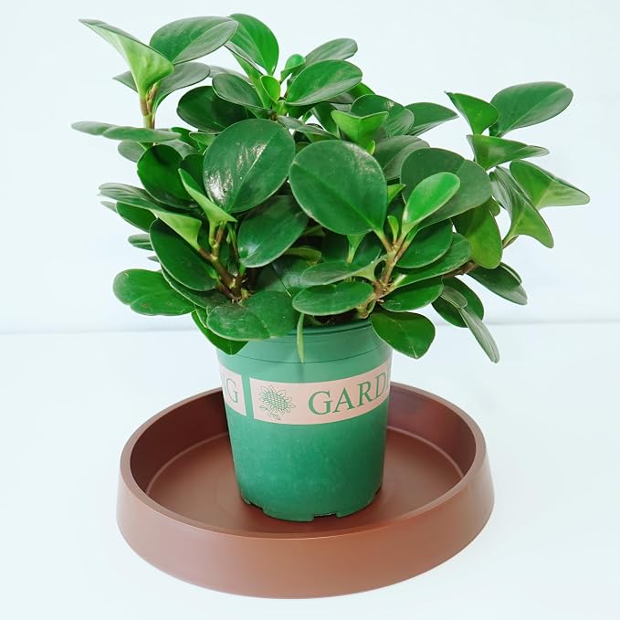 Plant Saucer Tray for Ceramic Plastic Pots, 14 inch Plant Saucers for Indoors - Image 3