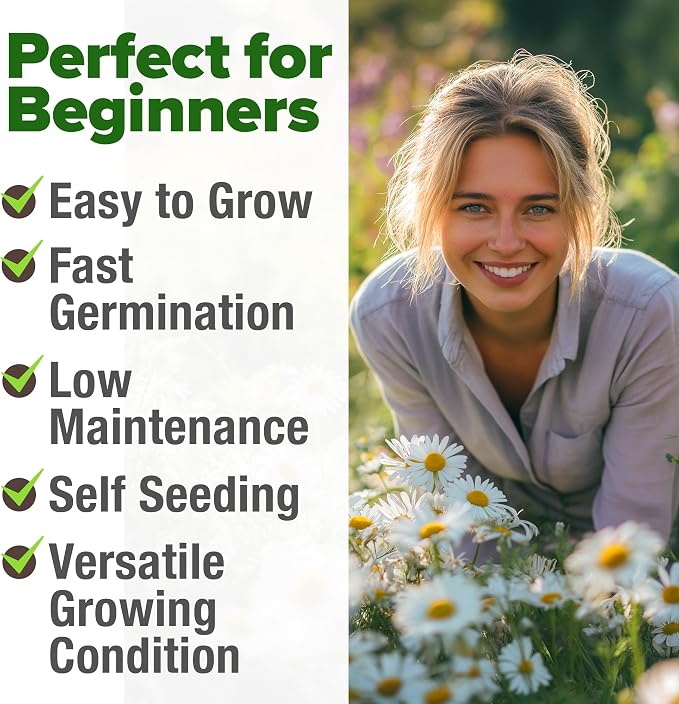 HOME GROWN German Chamomile Seed Pack 2, 280 Non GMO Heirloom Seeds - Image 4