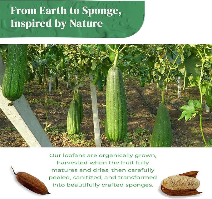 Natural Loofah Exfoliating Body Scrubber - Image 9