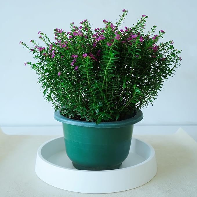 Plant Saucer Tray for Ceramic Plastic Pots, 12 inch Plant Saucers for Indoors - Image 5