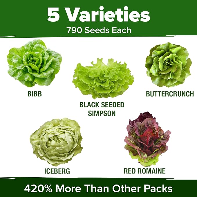 HOME GROWN Lettuce Seeds 5 Variety Mix 3950+ Bulk Pack Heirloom Non-GMO - Image 3