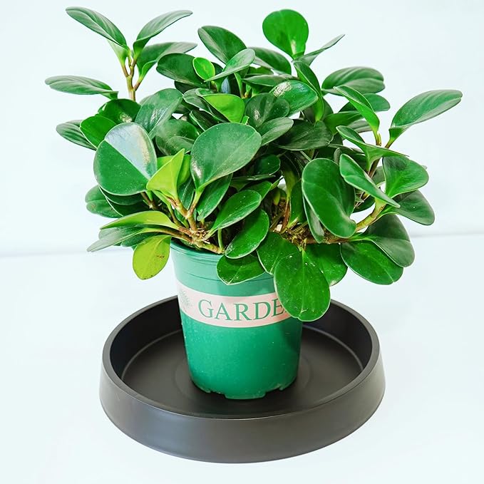 Plant Saucer Tray for Ceramic Plastic Pots, 14 inch Plant Saucers for Indoors - Image 5
