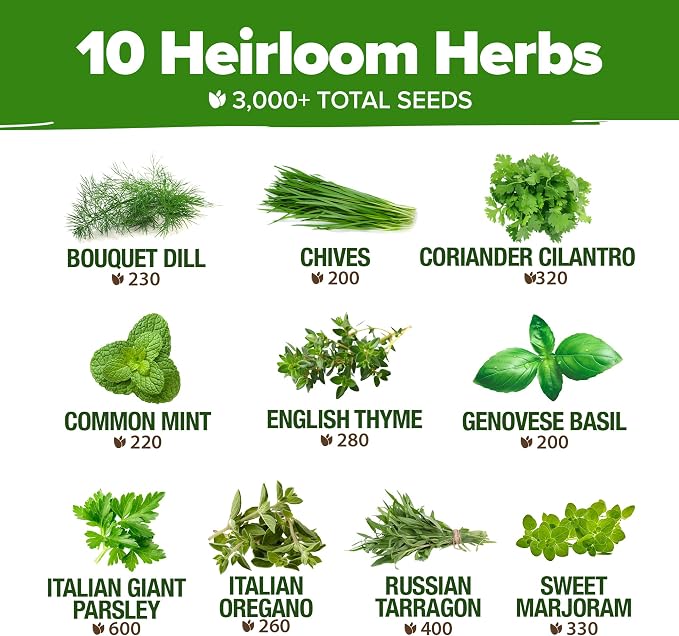 HOME GROWN 10 Herb Seeds for Planting 3, 000+ Non-GMO Heirloom Seeds | Extra - Image 3