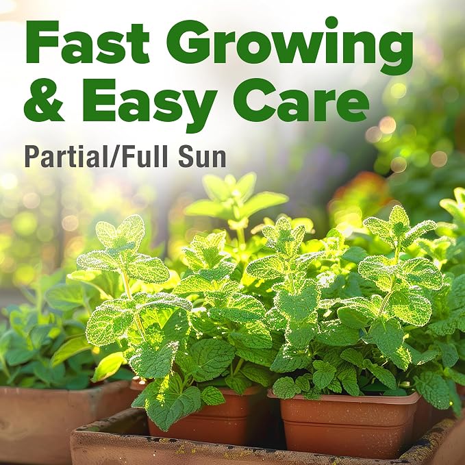 HOME GROWN Premium Common Mint Seeds 3, 600 Heirloom Herb Seeds, USA Sourced | - Image 5