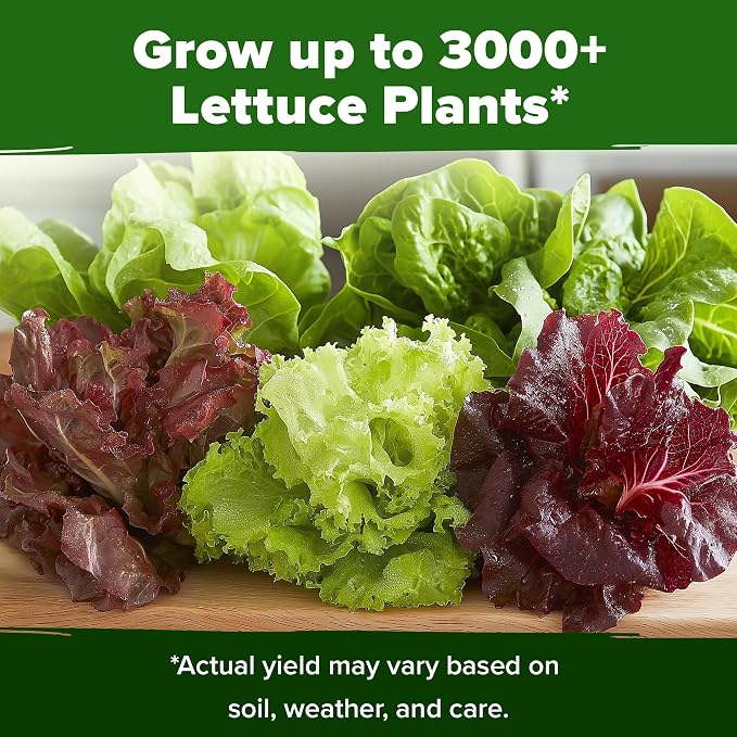 HOME GROWN Lettuce Seeds 5 Variety Mix 3950+ Bulk Pack Heirloom Non-GMO - Image 6