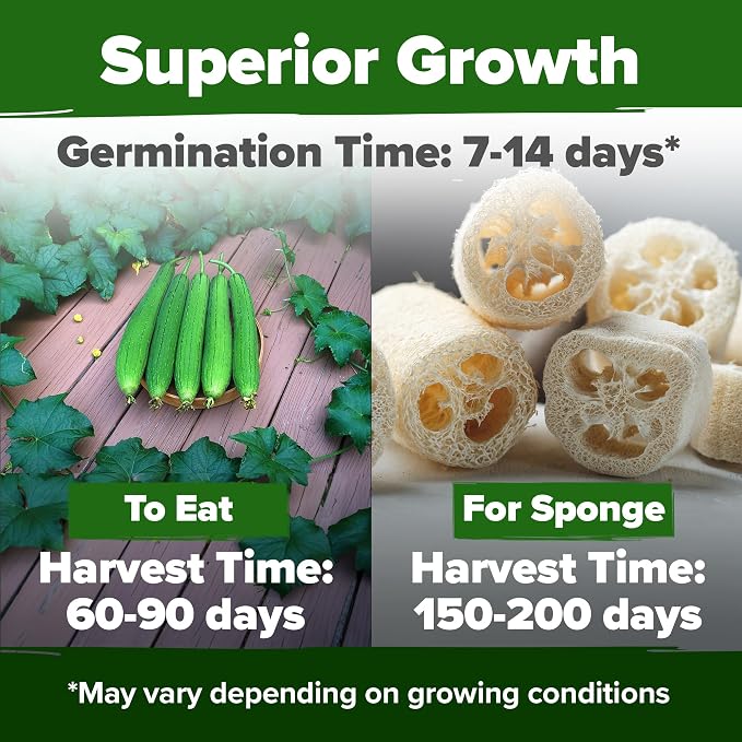 HOME GROWN Luffa Seeds 80+ Heirloom Non-GMO Loofah Gourd Seeds - Image 2
