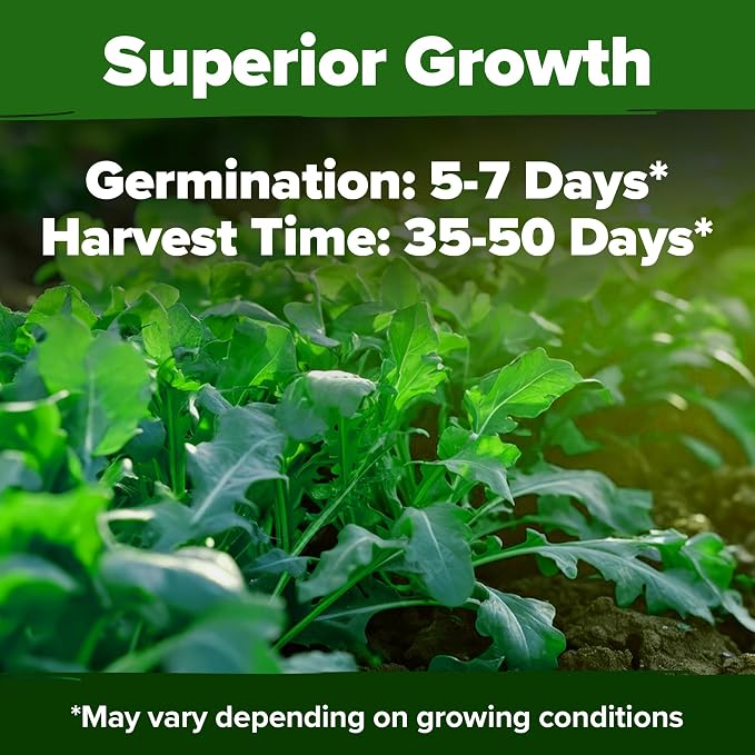 HOME GROWN Arugula Roquette Seeds 4350+ Bulk Pack Heirloom Non-GMO, High - Image 6