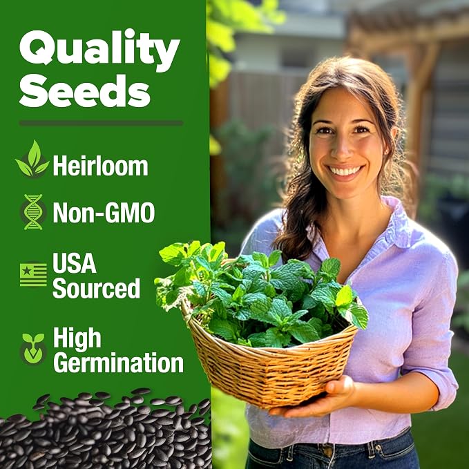 HOME GROWN Non GMO Peppermint Seeds Pack 2, 370 Heirloom Mint Seeds - Image 2