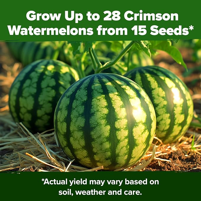 HOME GROWN Organic Crimson Sweet Watermelon Seeds 15+ Heirloom Non-GMO - Image 7