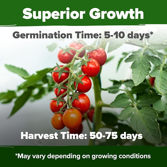 HOME GROWN Large Red Cherry Tomato Seeds 1000+ Heirloom Non-GMO Seeds - Image 2