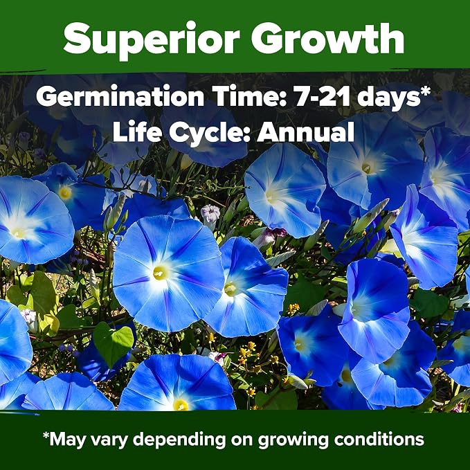HOME GROWN Heavenly Blue Morning Glory - Image 2