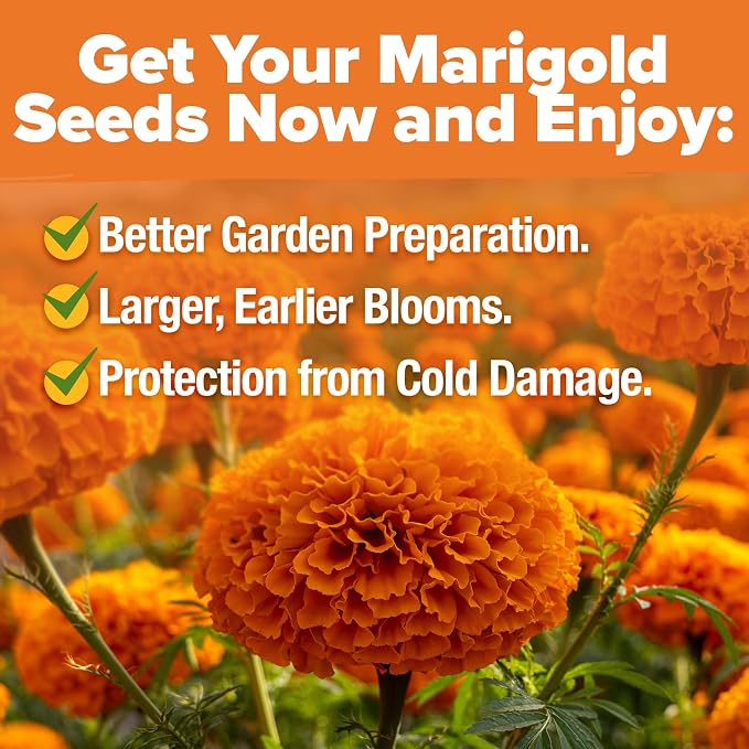HOME GROWN Crackerjack Marigold Seeds 2.05oz - Image 5