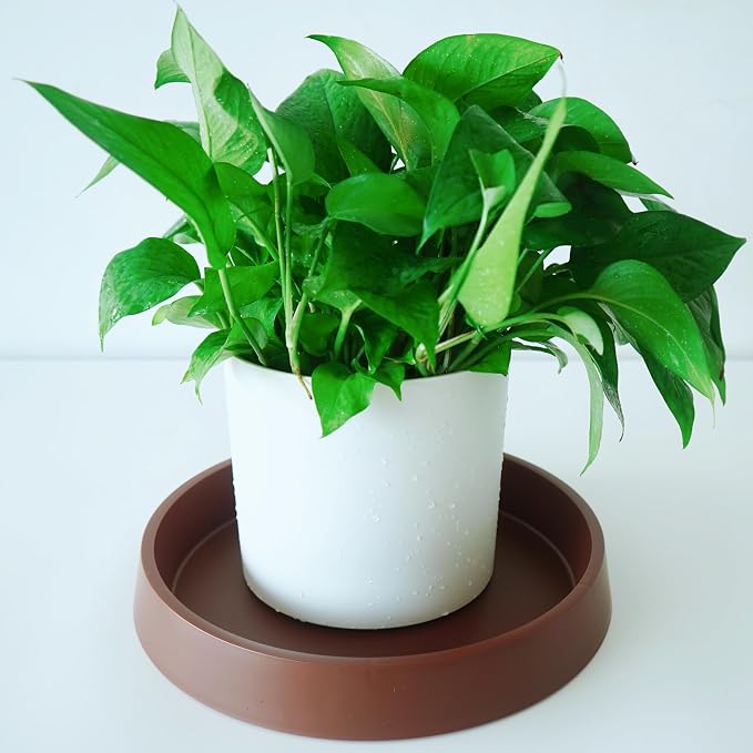 Plant Saucer Tray for Ceramic Plastic Pots, 8 inch Plant Saucers for Indoors - Image 4