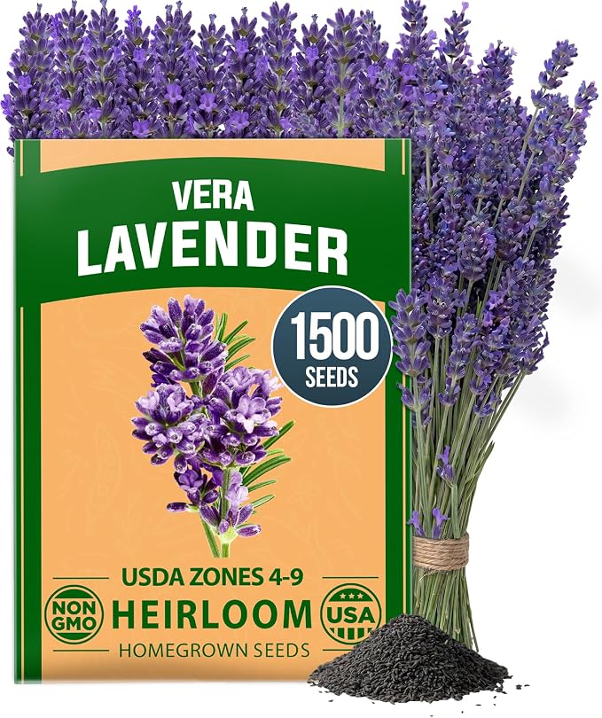 HOME GROWN Non GMO English Lavender Seeds 1, 500+ Wildflower Seed by HOMEGROWN