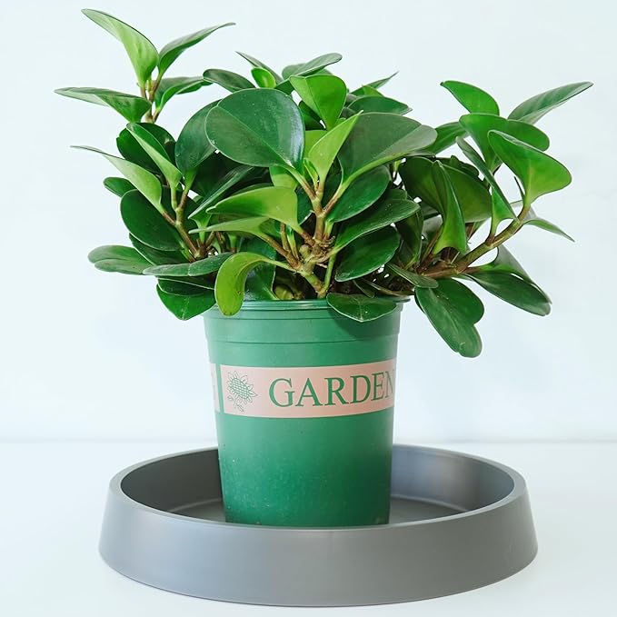 Plant Saucer Tray for Ceramic Plastic Pots, 20 inch Plant Saucers for Indoors - Image 3